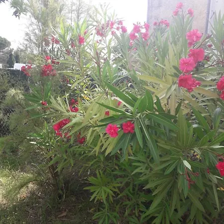 Casa de Férias Maison Aigueleze Au Bord Du Tarn Rivières